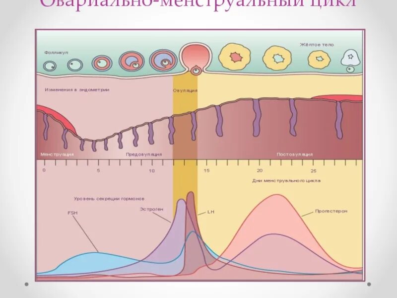 Что такое овуляция кратко. Цикл менструационного цикла. Менструальный цикл рисунок. Менструальный цикл схема. Овариально-менструальный цикл (схема).