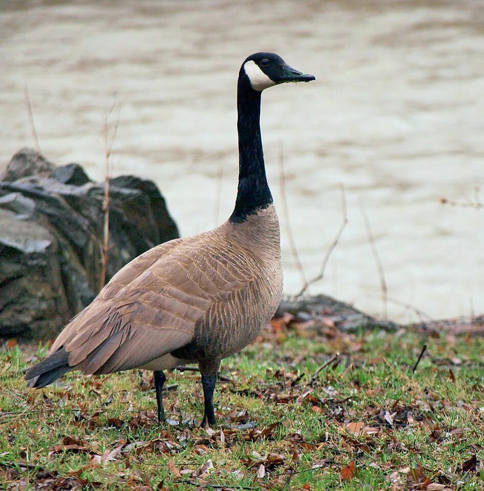 Дикие гуси в полете. Гуси перелетные птицы. Дикие гуси южные. Дикие утки и гуси перелетные птицы. Стая диких гусей.