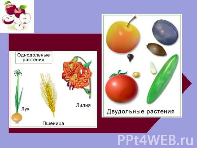 Как выглядят однодольные растения Однодольный класс покрытосеменных растений