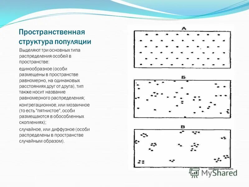 Размещение особей в пространстве. Размещение особей в пространстве. Размещение особей в пространстве. Типы пространственного распределения. Пространственная структура популяции схема.