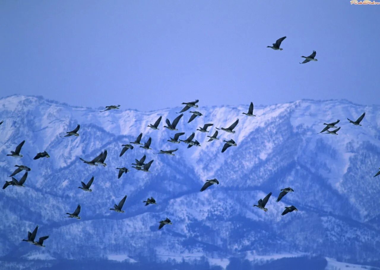 Снег летит как птичья стая. Стая птиц в горах. Птицы летающие стаями зимой. Стая птиц над горами. Стаи зимующих птиц в полете.