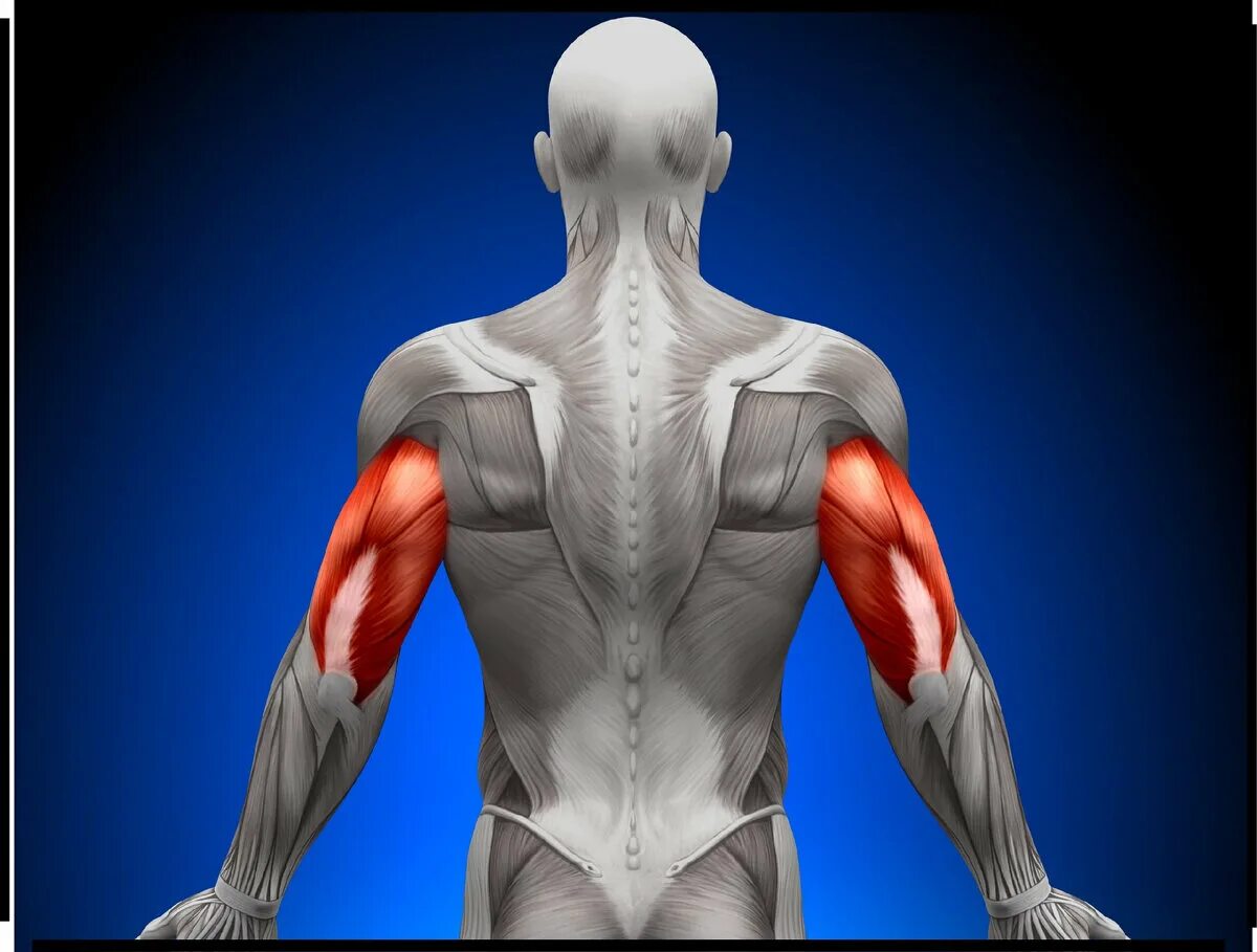 Скелет с мышцами. Мышечная активность. Мышечный вырост. Мышечный корсет человека спереди. Мышечный вырост.