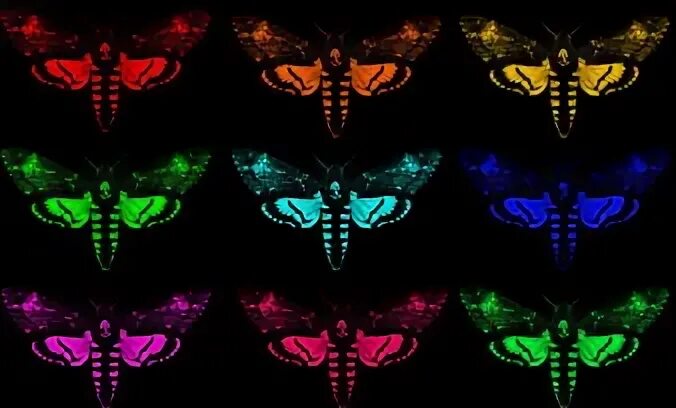 Couleur papillon
