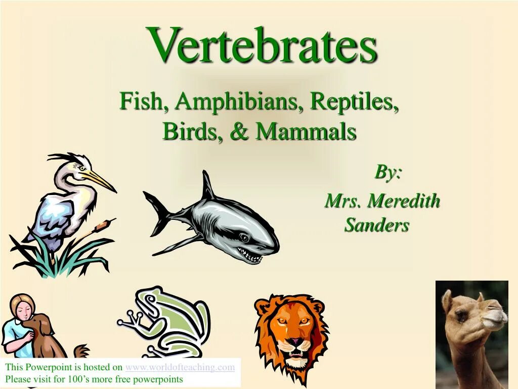 Reptiles mammals. Vertebrates. Reptiles Birds Fish. Mammals Reptiles Birds. Mammals Reptiles Birds Fish.