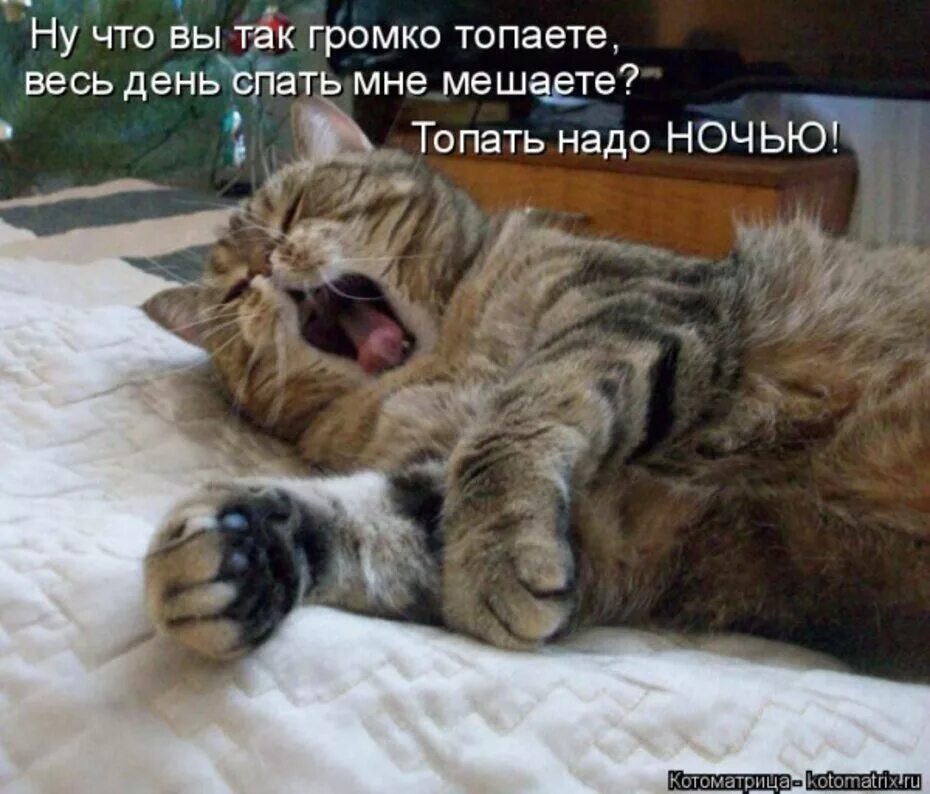 Спящий котик с надписью. Поспи Отдохни. Смешные котики с надписями. Спящие котики с надписями. Весной нет сил и хочется спать