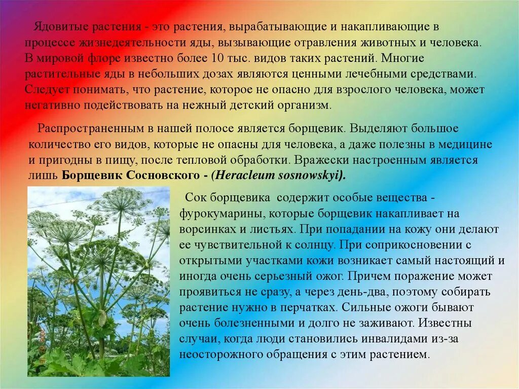 Растений человеком становится. Ядовитые растения для человека. Доклад о опасных растениях. Сообщение на тему растение которое опасно для человека. Ядовитые растения Урала.