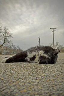 Умерший котик