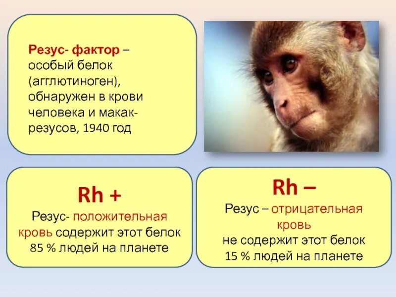 Резус конфликт гемолитическая болезнь новорожденных. Резус конфликт при беременности при второй беременности. Гемолитическая болезнь новорожденных при резус-конфликте. Макак-резус. Иммунологический конфликт.
