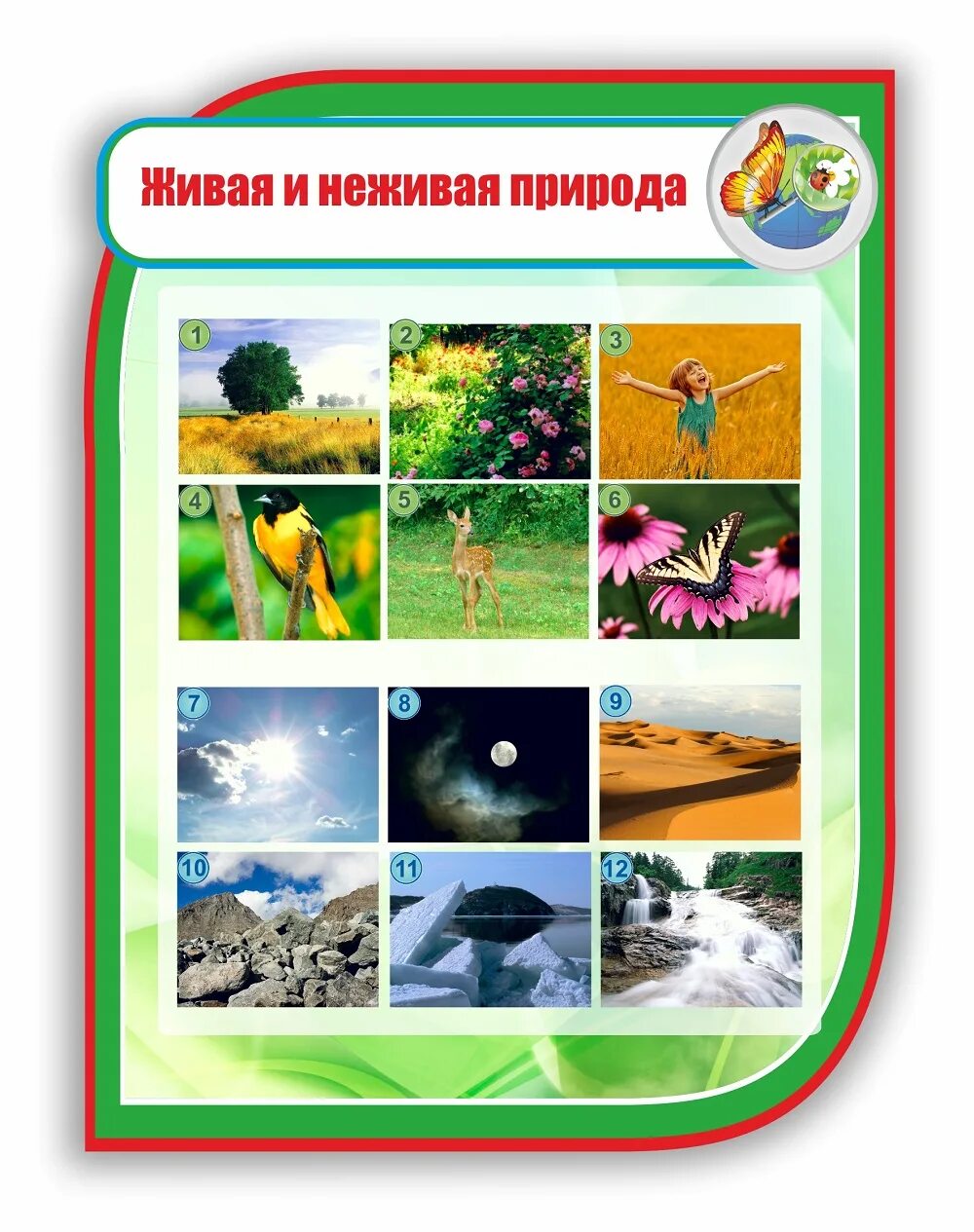 Живая природа для дошкольников. Живая неживая природа для детей. Живая инедивая природа. Живое неживое. Живое неживое для детей.