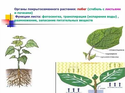 Функции листа в жизни растений