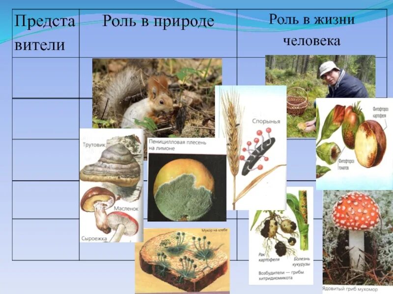 Значение грибов в природе 7 класс биология. Разнообразие грибов в природе. Биологическое разнообразие грибов. Роль грибов в природе. Роль грибов в природе и жизни человека.