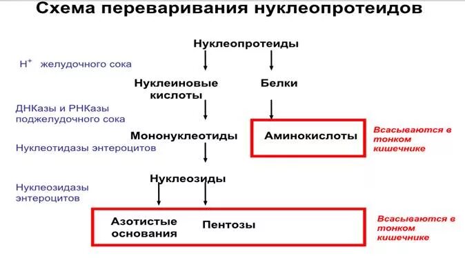 Переваривание нуклеопротеинов и нуклеиновых кислот в жкт. Схема переваривание нуклеопротеидов. схема переваривания нуклеопротеинов. распад нуклеопротеинов в жкт. схема распада нуклеопротеидов в жкт.