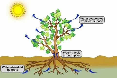 Plant balanced