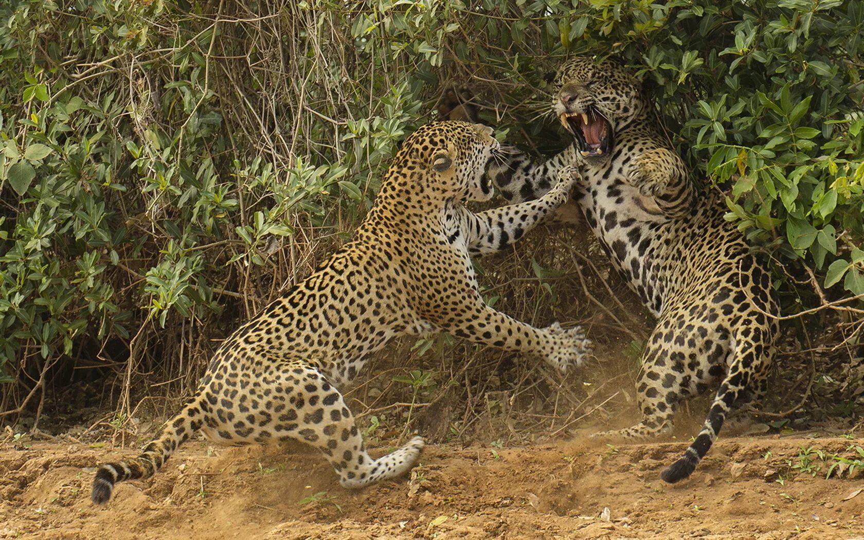 Угрожающие позы. Гепард леопард Ягуар. Леопард vs Ягуар. Ягуар амазонки. Ягуар самка и самец.