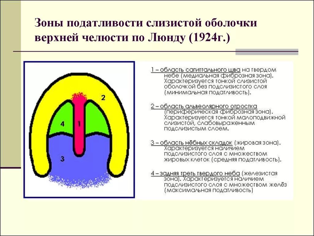 Зоны податливости слизистой. Податливость слизистой оболочки протезного ложа. Зоны податливости слизистой оболочки по Люнду. Жировая зона податливости слизистой оболочки по Люнду. Буферные зоны по Гаврилову классификация.