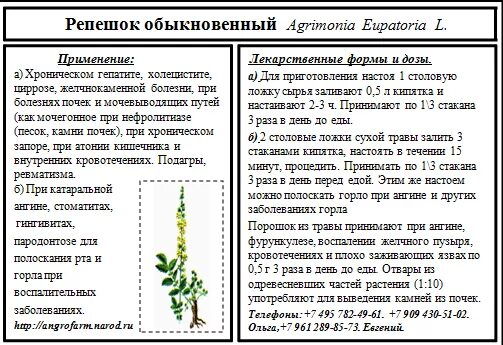 Как заваривать репешок. Репешка трава для чего применяется. репешок род растений. репешок описание растения. лекарственное растение репешок.