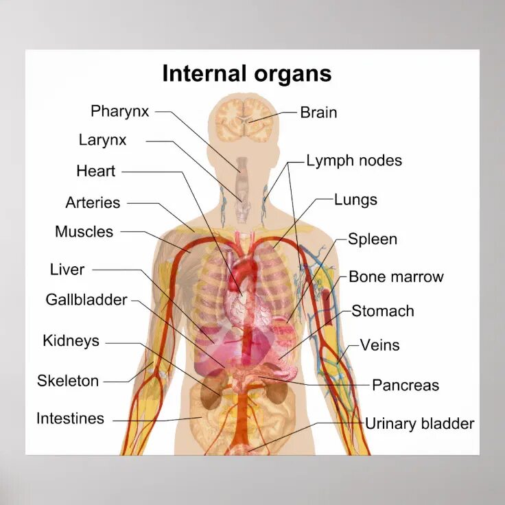 Internal organs. Органы человека. Internal Organs of the Human body. Анатомия женского тела внутренние органы с подписями.