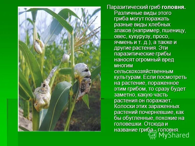 Гриб паразит головня поражает. Вред гриба головня. Пыльная головня злаков. Какой вред приносят грибы. Вред гриба головня.