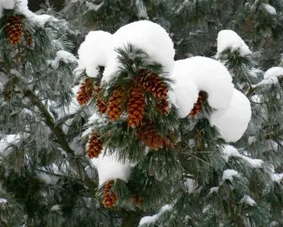 Снежные кедры