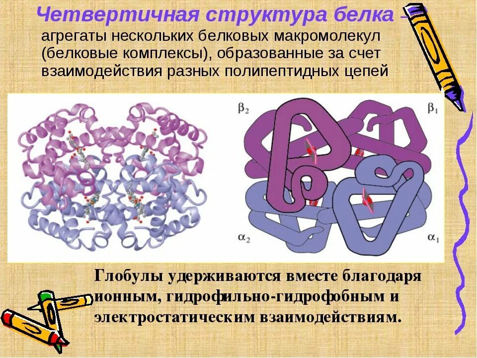 Характерные изменения белков. Четвертичная структура белка строение. Четвертичная структура белковой молекулы. Четвертичная структура белка это структура. Четвертичная структура молекулы белка.