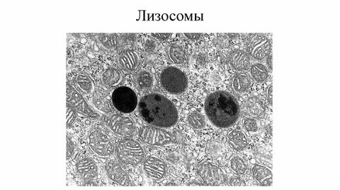 Лизосомы под микроскопом