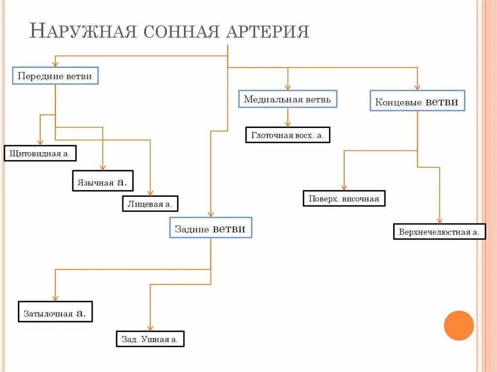 Графологическая схема общая Сонная артерия. Внутренняя Сонная артерия графологическая схема. Наружная Сонная артерия графологическая схема.