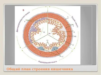 Общий план строения это