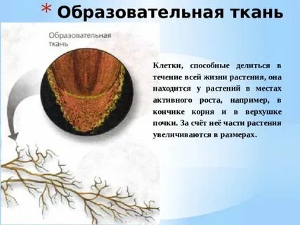 На верхушке корня какая ткань