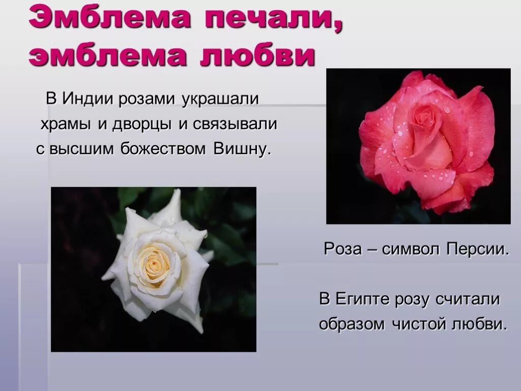 Белые розы что значит. Белые розы что значит