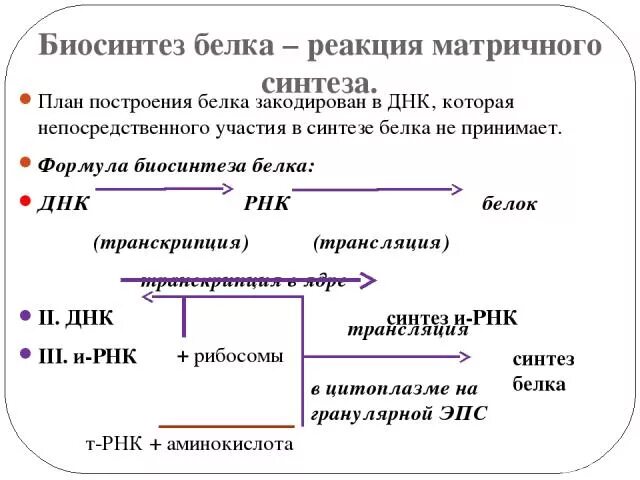 Матричный характер реакций биосинтеза белка. Матричный характер биосинтез белка. Матричные биосинтезы. Реакции матричного синтеза синтез белка. Репликация транскрипция трансляция.