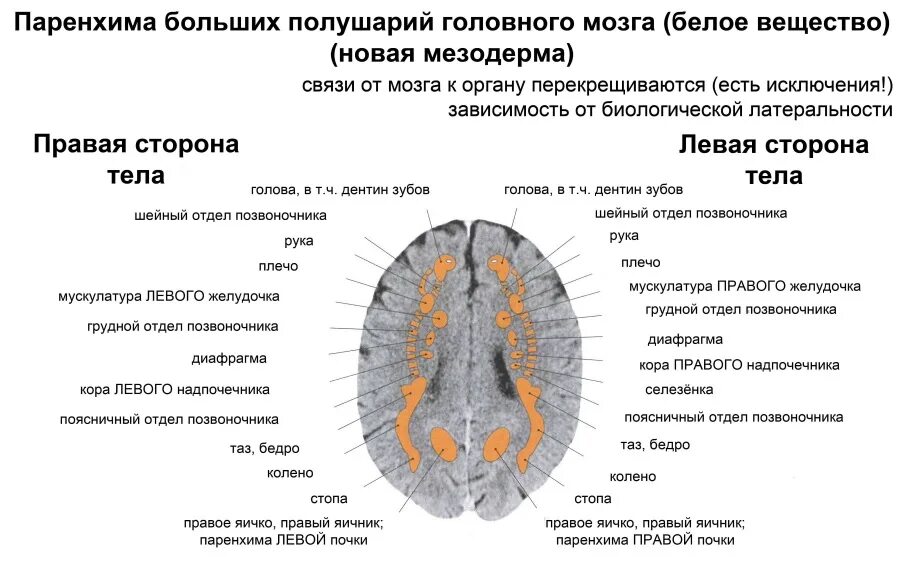 Паренхима нервной системы. Паренхима головного мозга. Поражение белого и серого вещества головного мозга. Паренхима головного мозга новорожденного это.