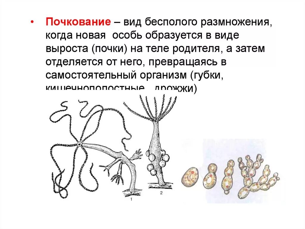 Способы бесполого размножения почкование. Почкование бесполое размножение схема. Размножение гидры почкование. Почкование бесполое размножение.