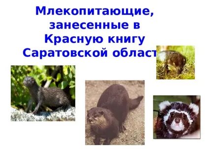 Виды млекопитающих занесенных в красную книгу