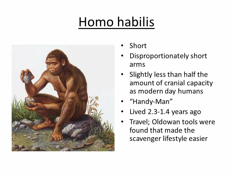 Homo латынь. Хомо хабилис эпоха. хомо хабилис период. homo habilis проект по английскому. хозяйство хомо хабилиса.