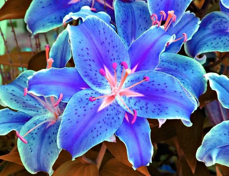 Blue, lily's, plant, flowers, nature - free image from needpix.com in 2023 Lily 