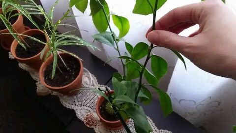 Когда можно обрезать комнатных