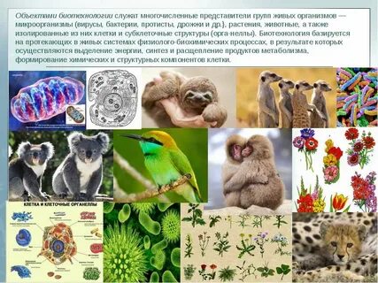 Биологические объекты разной