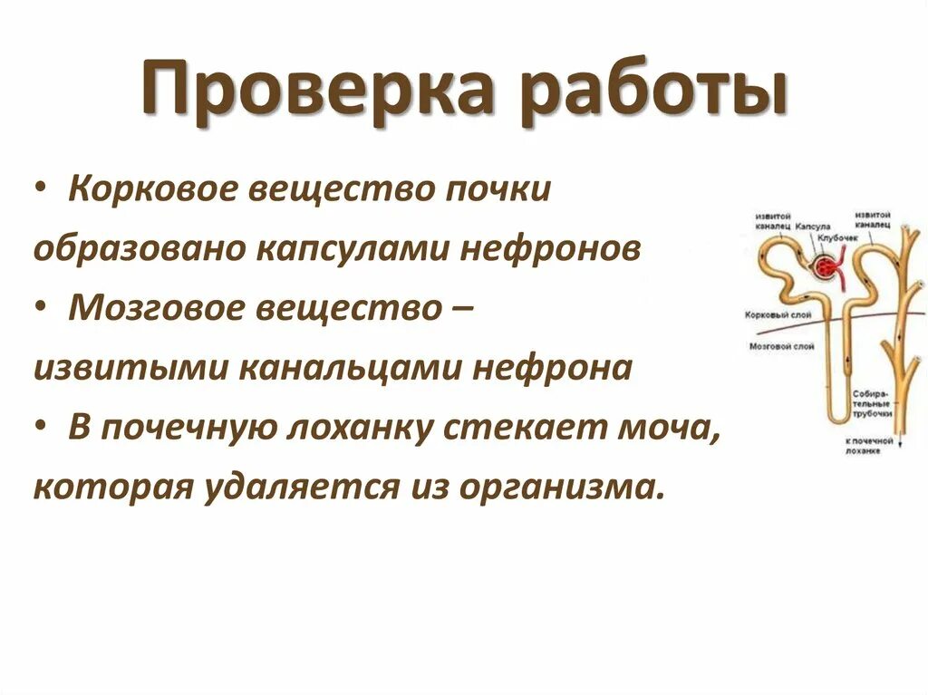 В мозговом слое почек находятся капсулы нефронов. Корковое и мозговое вещество почки функции. Капсула нефрона образована. Капсула нефрона функция. Нефрон корковое вещество почки капсула выделительная система.