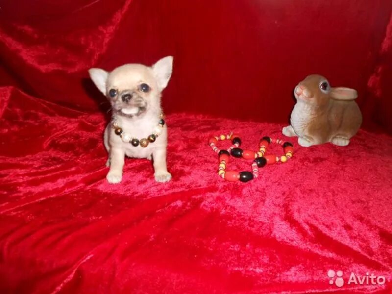 Чихуахуа уфа. Чихуахуа. Чихуахуа уфа. Чихуахуа мини леня. Чихуахуа короткошерстные.