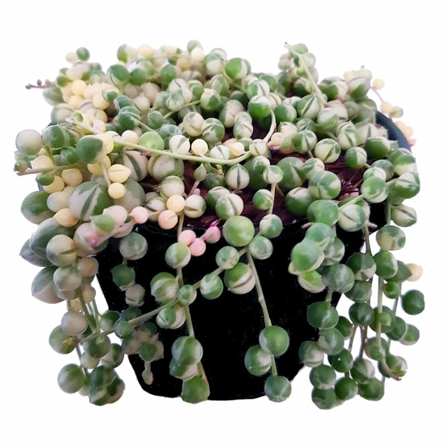 Крестовник уход и содержание. Крестовник роули (senecio rowleyanus). крестовник (сенецио) роули. крестовник роули вариегатный. сенецио (крестовник) роулеанус.