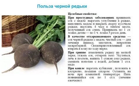 Редька польза для организма