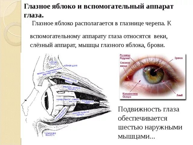 Глаза глазной глазница это однокоренные слова. Вспомогательные органы и мышцы глаза. Глаза глазной глазница это однокоренные слова. Обозначение корня в русском языке. Глаза глазной глазница это однокоренные слова.