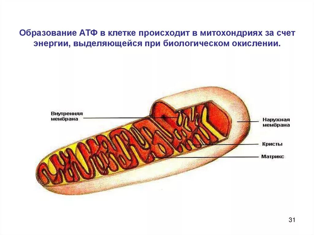 Образование АТФ В митохондриях схема. Синтез АТФ В митохондриях схема. Митохондрия строение АТФ. АТФ-синтетаза митохондрии.