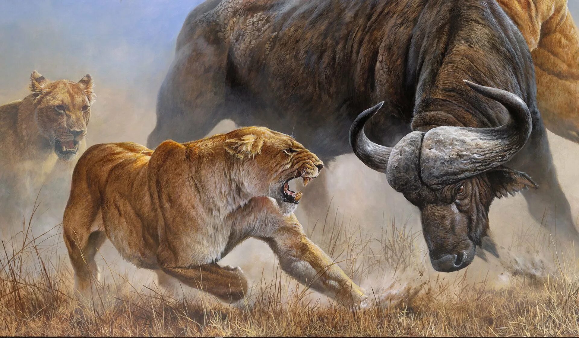 Лев бык 2024. Прайд Львов против буйвола. Живопись животные. Львы охота живопись.