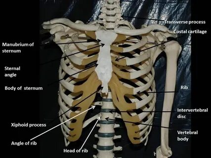 Body of rib