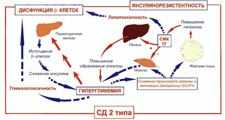 Инсулинорезистентность и сахарный диабет 2 типа. Механизм развития сд 2 типа. патогенез сд 2 типа схема. патогенез ожирения при сахарном диабете 2 типа. механизм инсулина сд 2.