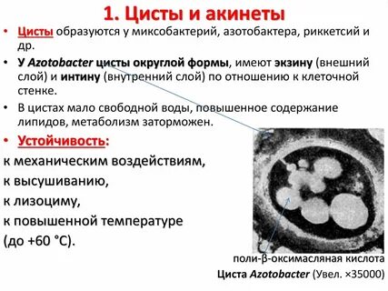 L формы