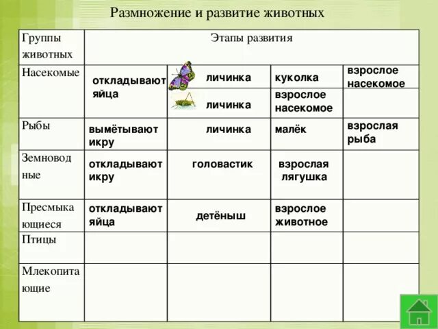 Размножение насекомых таблица. Этапы размножения животных. Размножение и развитие насекомых таблица. Способы развития животных.