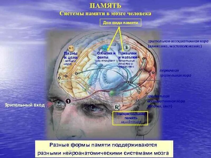 Центр времени в мозге. Мозг память. Физиология памяти человека. Отдел памяти в мозге. Мозг и память человека.