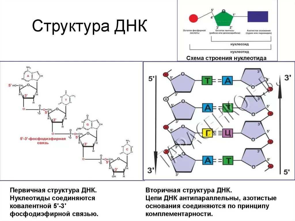 Вторичная цепь днк. Структура нуклеотида схема ДНК. ДНК вторичная структура схема строения. Первичная структура ДНК схема строения. Состав нуклеотидов дезоксирибонуклеиновой кислоты ДНК.